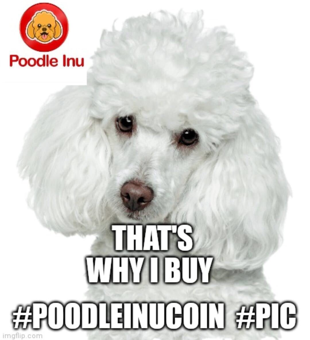 tonfaanthony's tweet photo. Get #PoodleInuCoin and get $doge as extra earning
Join the trend now https://t.co/2gQTANlneV