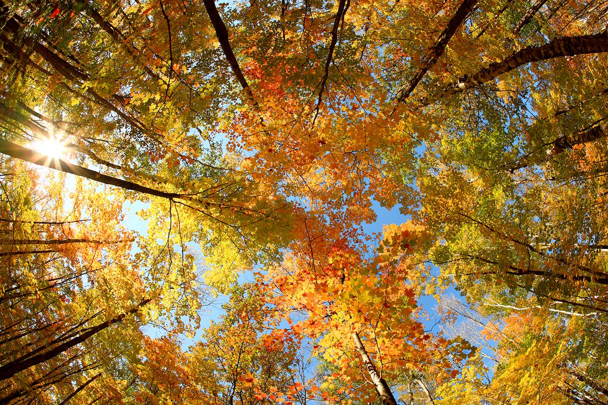 WisconsinPics's tweet photo. An autumn canopy near Antigo, Wisconsin.

#wisconsin #wisconsinphotos #trees #autumn #autumnphotos #stockphotos #stockphotography #commercialart #onwisconsin https://t.co/yA5RKTKWNB