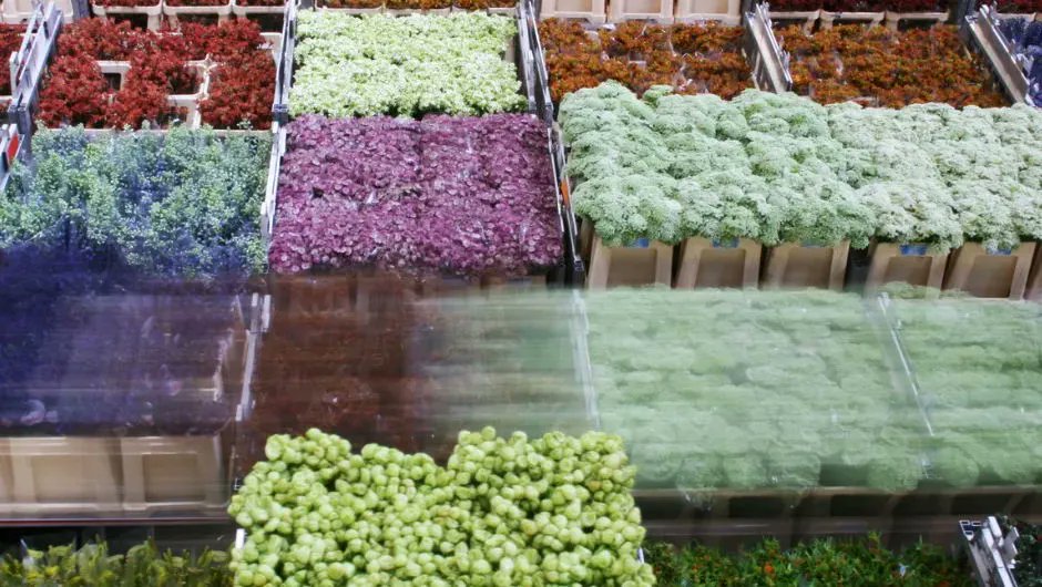 FlowerToursNL's tweet photo. We are counting down ....  
November is the month when two of the most important professional flower- and trade shows will be organized in Holland: IFTF Vijfhuizen and Trade Fair Aalsmeer. Book your tour at: https://t.co/LWUoin9pg3 https://t.co/trzSTlDibD