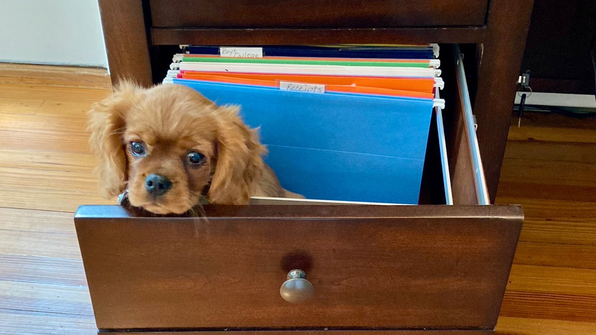 scholarships360's tweet photo. Wondering how your #Scholarship essay will stand out among the other files?” Put your best paw forward and read our guide on how to write a winning essay! 🐶 https://t.co/EoHUQYFMFW https://t.co/NM40A0Qa7W