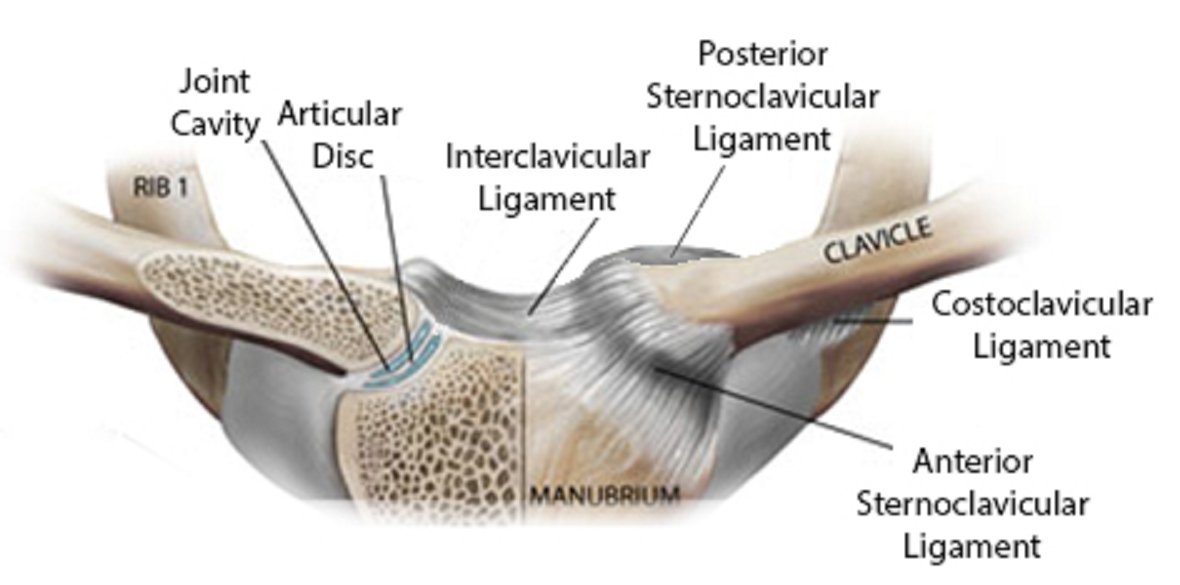 Sternoclavicular Joint Sprain and Dysfunction
Dr Donald A Ozello DC
#vegas #chiropractor #chiropractic #sportsmedicine #sternoclavicular #sternoclavicularjoint #scjointsprain #sternoclavicularjointsprain #shouldersprain #shoulderpain #clavicledislocation youtu.be/8L0ikHuAtFQ
