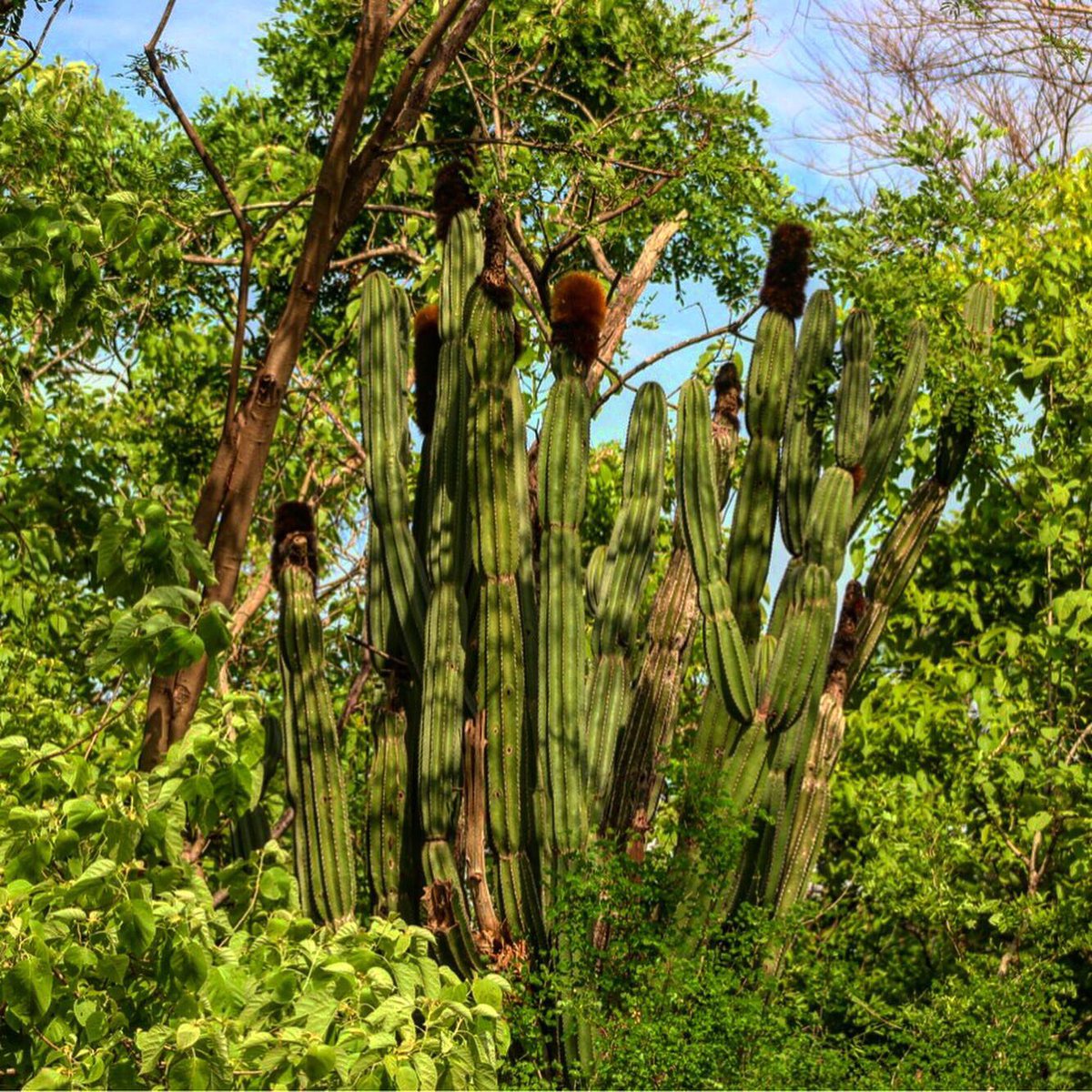 Backebergia militaris (probably you already know the name’s reason). One of the weirdest columnar cacti.