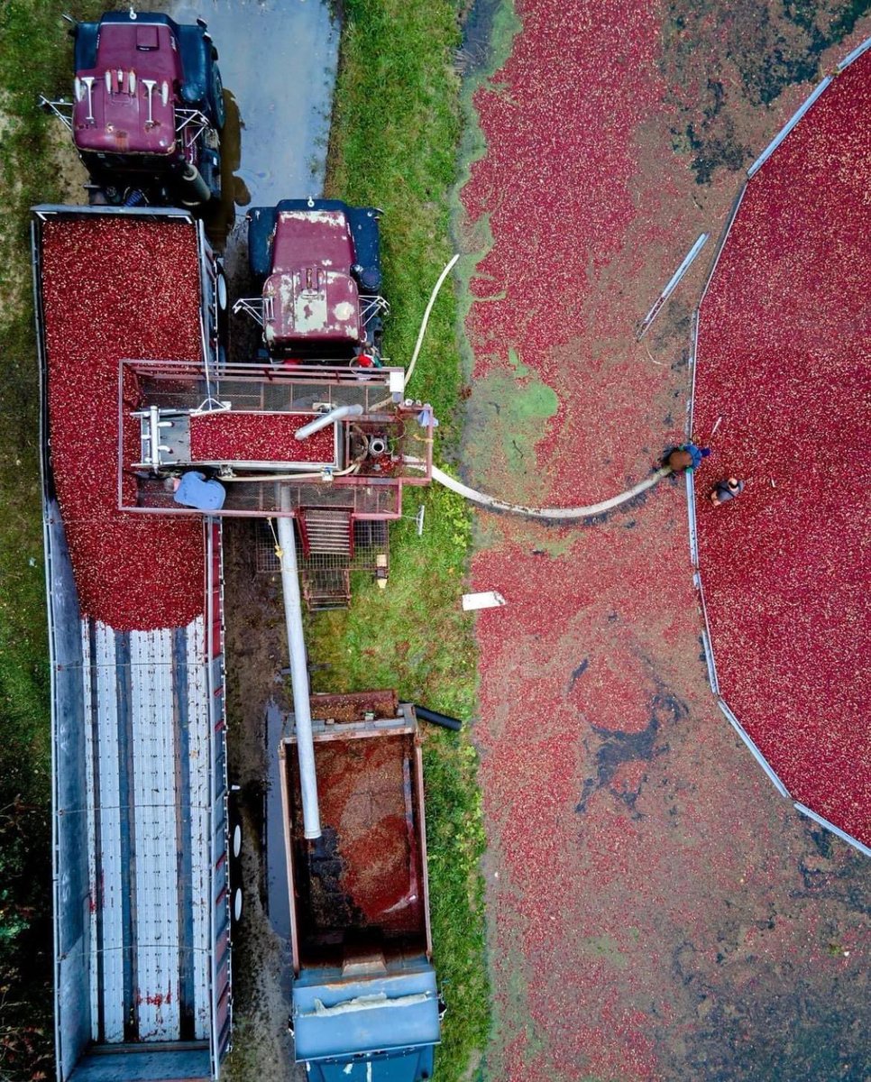 capeologypics's tweet image. Cranberry harvesting season 😍 Tag someone below who needs to see this! 🙌🏼 Via @parthgpatel #capeology #capecod