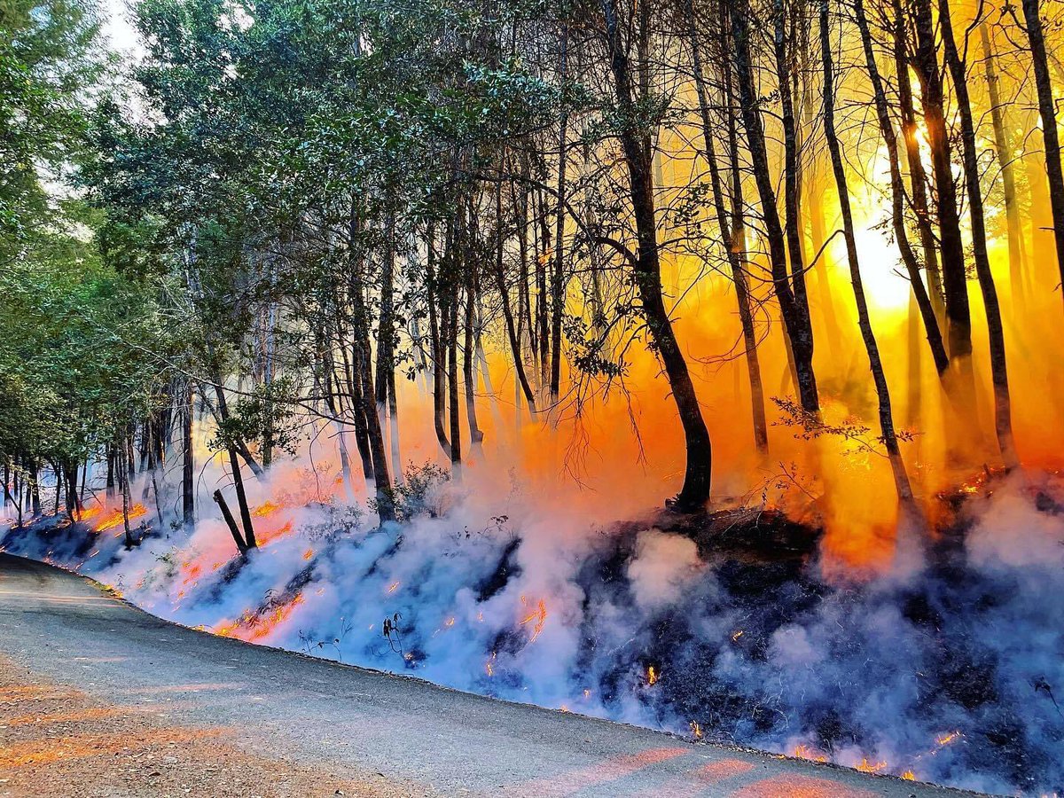 Photo of yesterdays prescribed burn conducted as part of the Klamath River Prescribed Fire Training Exchange by @_vpreston #KTREX2022