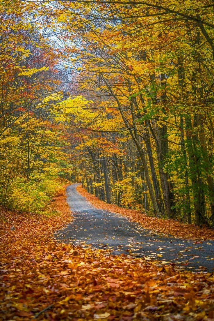 helena_mar19's tweet photo. Autumn Leaves https://t.co/TrhGoeU1Vq