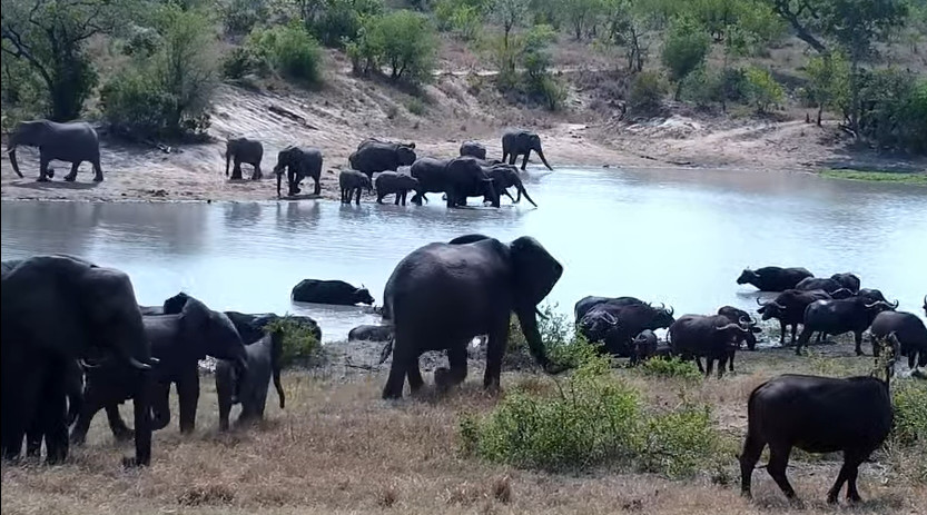 4oaktrees's tweet photo. Afternoon everyone, I'm not surprised the hyenas have vacated.  Not seen Kira or Loki on any drive since Molwati appeared.  I also think Molwati is under pressure from TP or Tavangumi because he had a damaged ear, maybe from a fight?  #NotWendy #NotRusty #wildearth https://t.co/YVGLg9ctcO