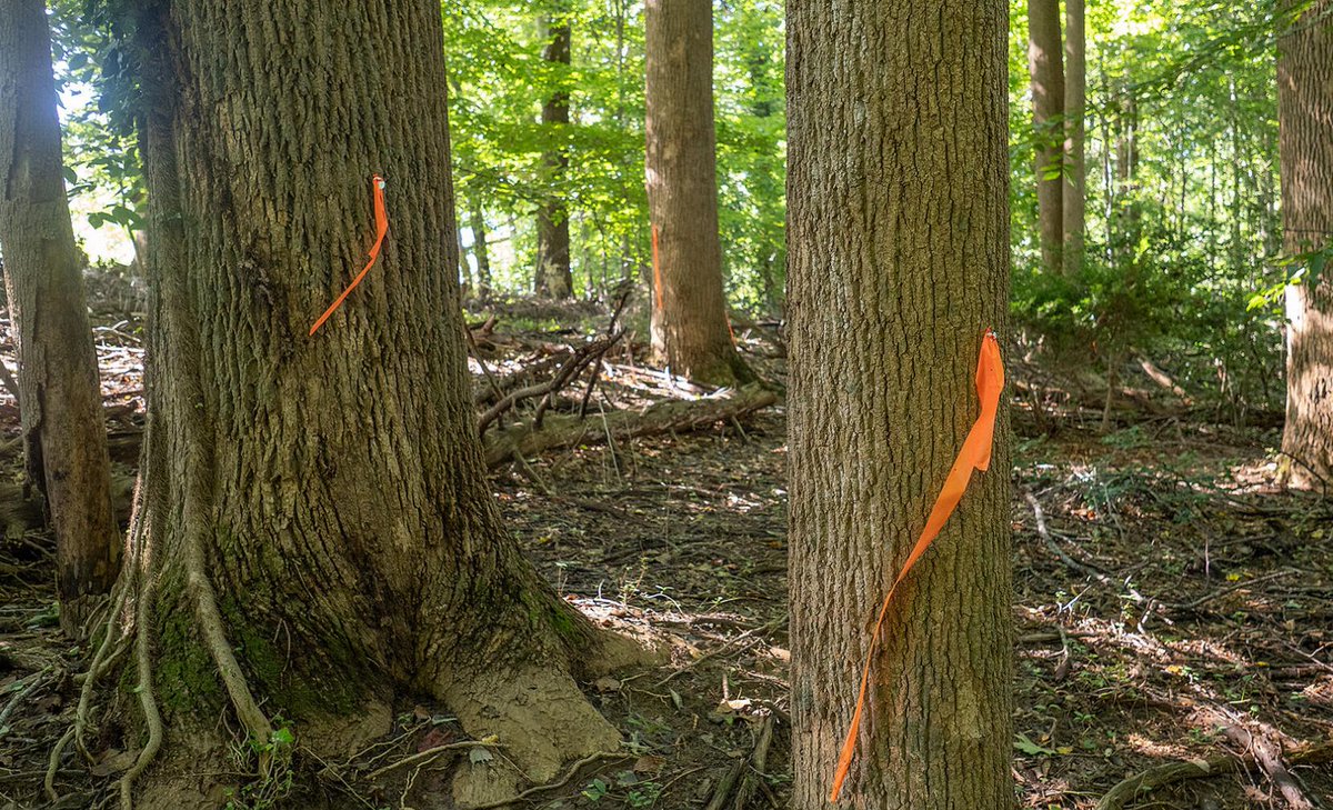 Excellent report on status of urban trees in the Chesapeake Bay region. Critical piece is holding on to invaluable older trees. bit.ly/3etgQaY @ChesBayJournal