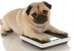 Tweet by IN Vet Med Assoc