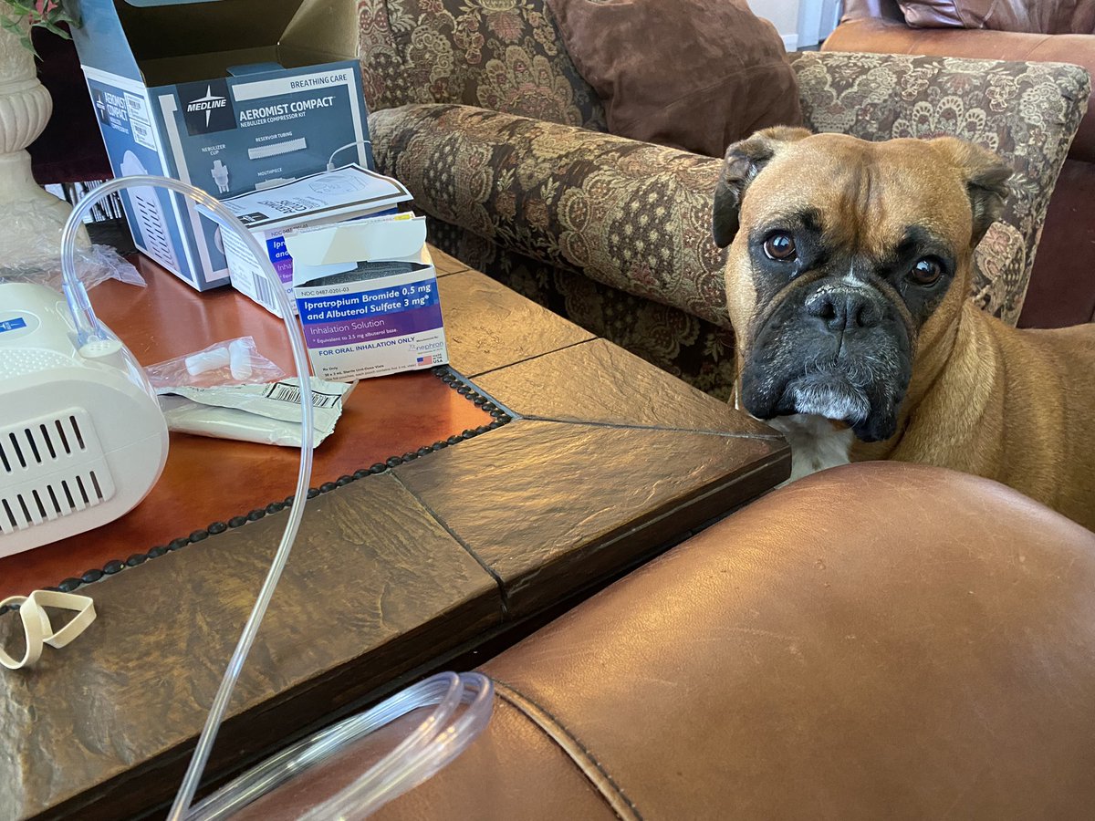 When you’re told that you have bronchitis borderline pneumonia and your boxer doesn’t like you doing breathing treatments. Love her concern.❤️ #boxersoftwitter #boxerchat #petsoftwitter #boxersoninstagram #truelove