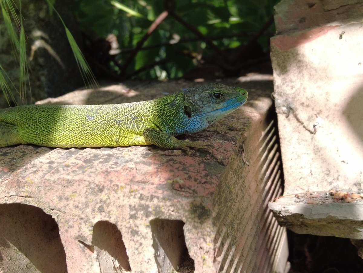 Plumforestpatchbg tweet media