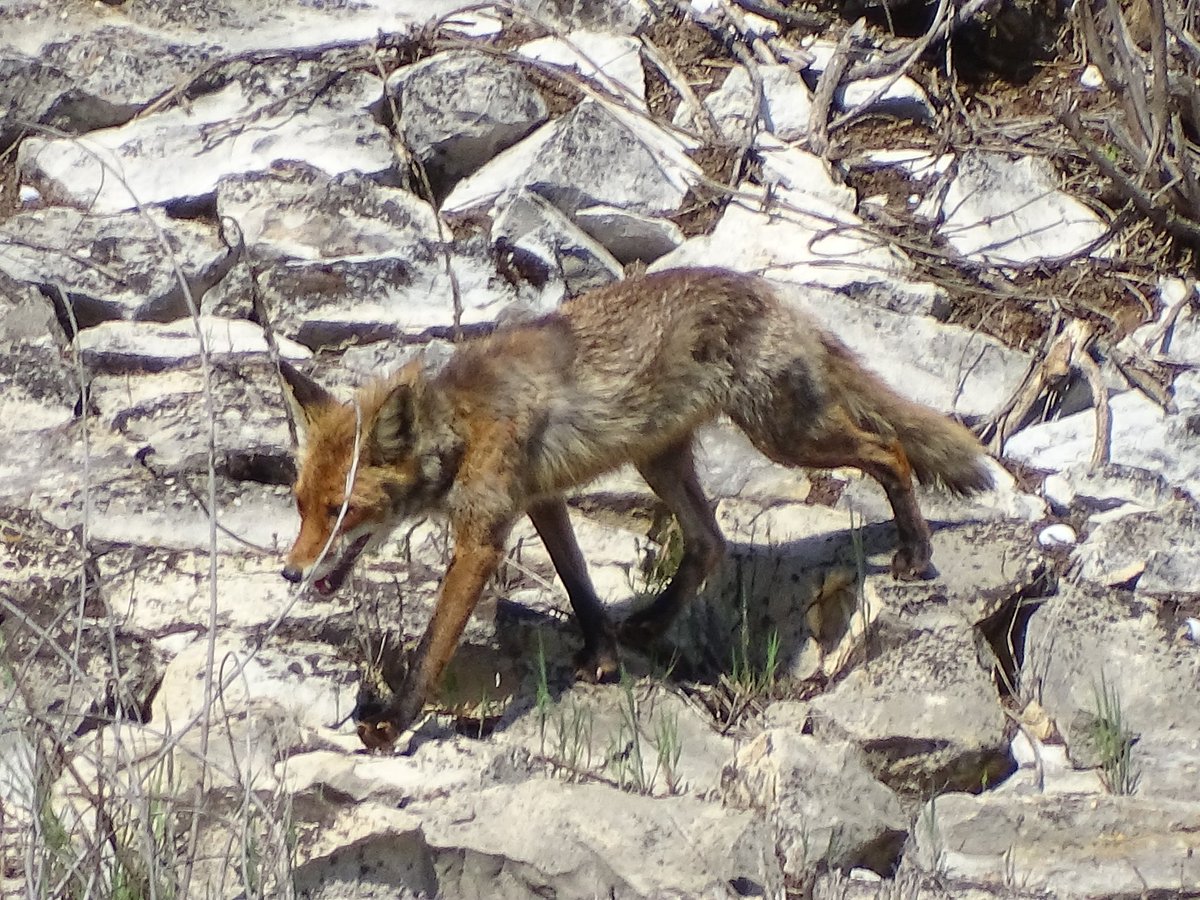 Plumforestpatchbg tweet media