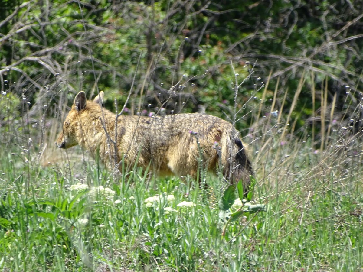 Plumforestpatchbg tweet media