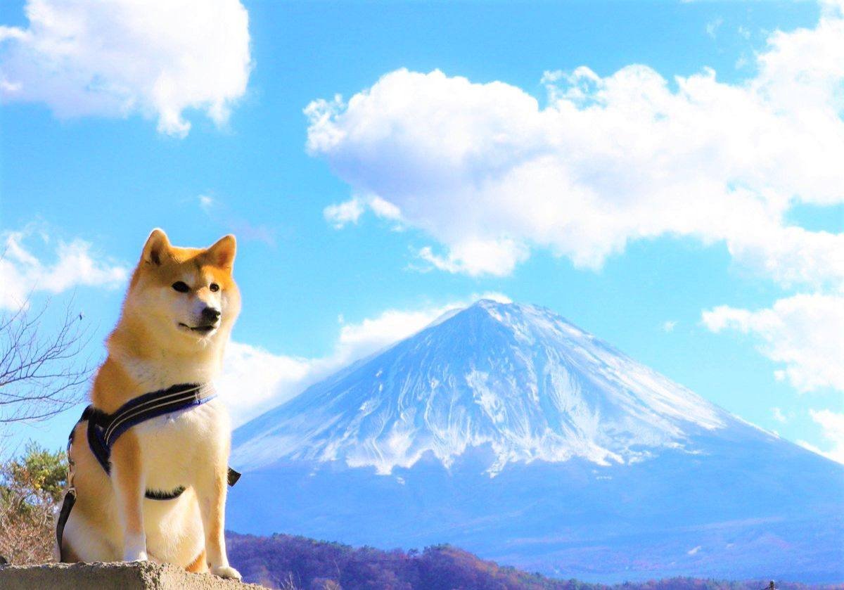 FUJI NO YAMA tweet media