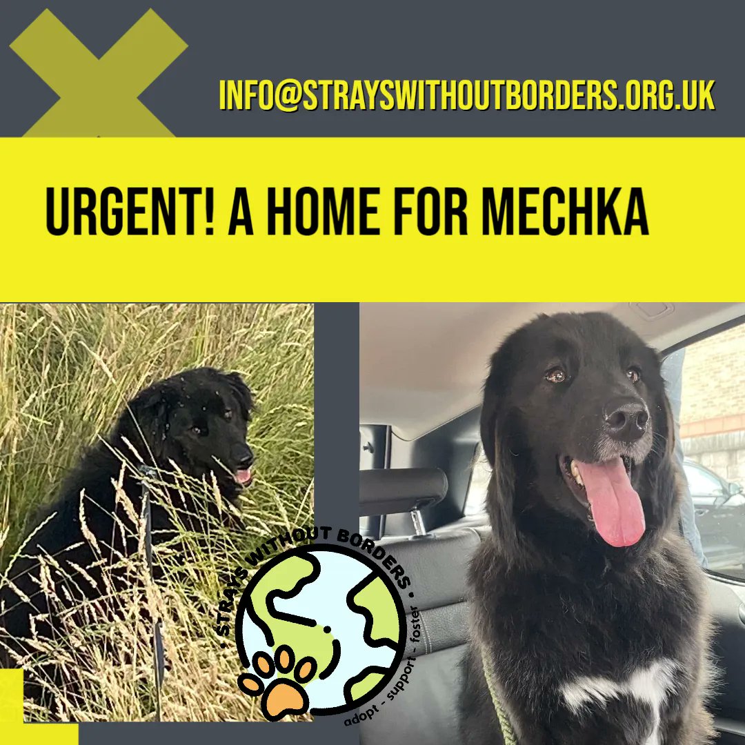 swbrescue's tweet photo. Please continue to RT Mechka! 😥
#RescueDogs #AdoptDontShop https://t.co/nIrNaPTUXS