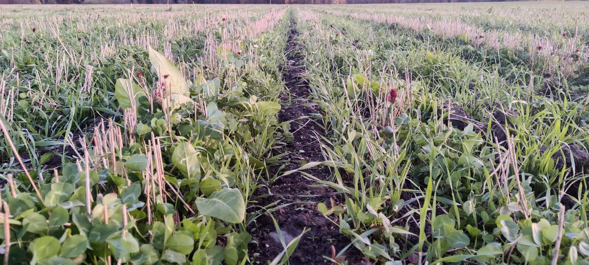 Annaleena Ylhäinen 🇫🇮🇺🇦 tweet media