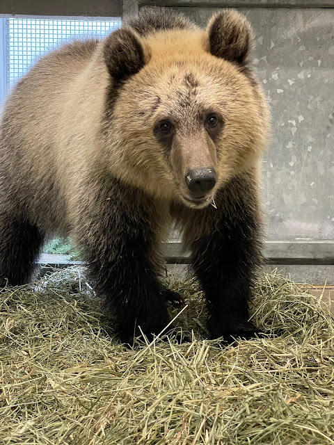 A second bear cub—an orphaned grizzly from Montana—will soon join Juniper on the Living Northwest Trail. We are fortunate to be able to provide her with a welcoming home. This cub's story is a lesson in how we must learn to coexist with wildlife.  bit.ly/bearcubtwo