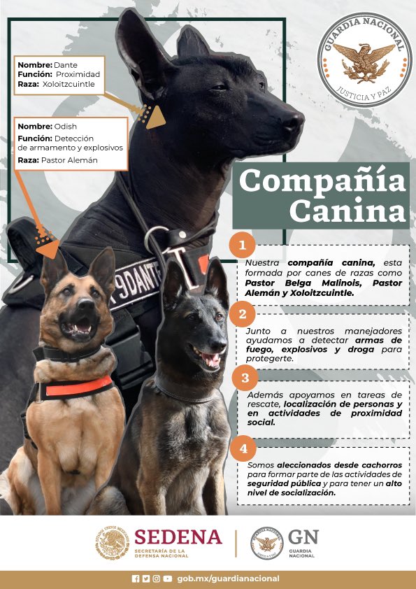 GN_MEXICO_'s tweet photo. ¿Sabias que la #GuardiaNacional cuenta con una Compañía Canina? Te invitamos a conocer acerca de ella. #PorMéxicoSiempreEnGuardia. https://t.co/y3B1sNpS0E