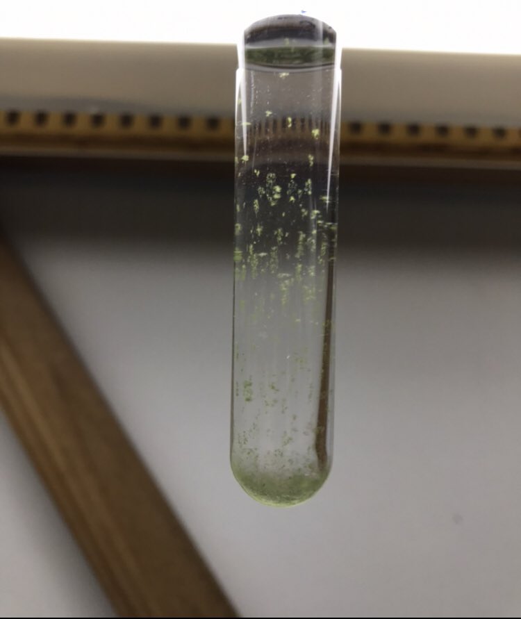 cb_mila's tweet photo. Happy #WorldAlgaeDay
#Desmids 💚😍💚 #algae https://t.co/ckKeX881Mj