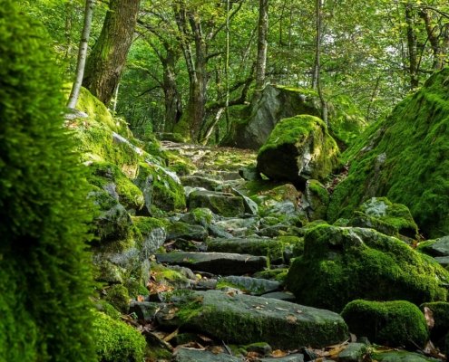 MPsicoterapeuta's tweet photo. La strada del cambiamento interiore è una via difficile. 
Ci saranno momenti in cui ti sembrerà di non farcela. 
Fai chiarezza nel tuo intento, così non cadrai nella ragnatela dell’illusione. 
Abbi fiducia. 
Se guardi bene puoi accorgerti che l’universo risponde al tuo richiamo. https://t.co/0jUuC8i5W7