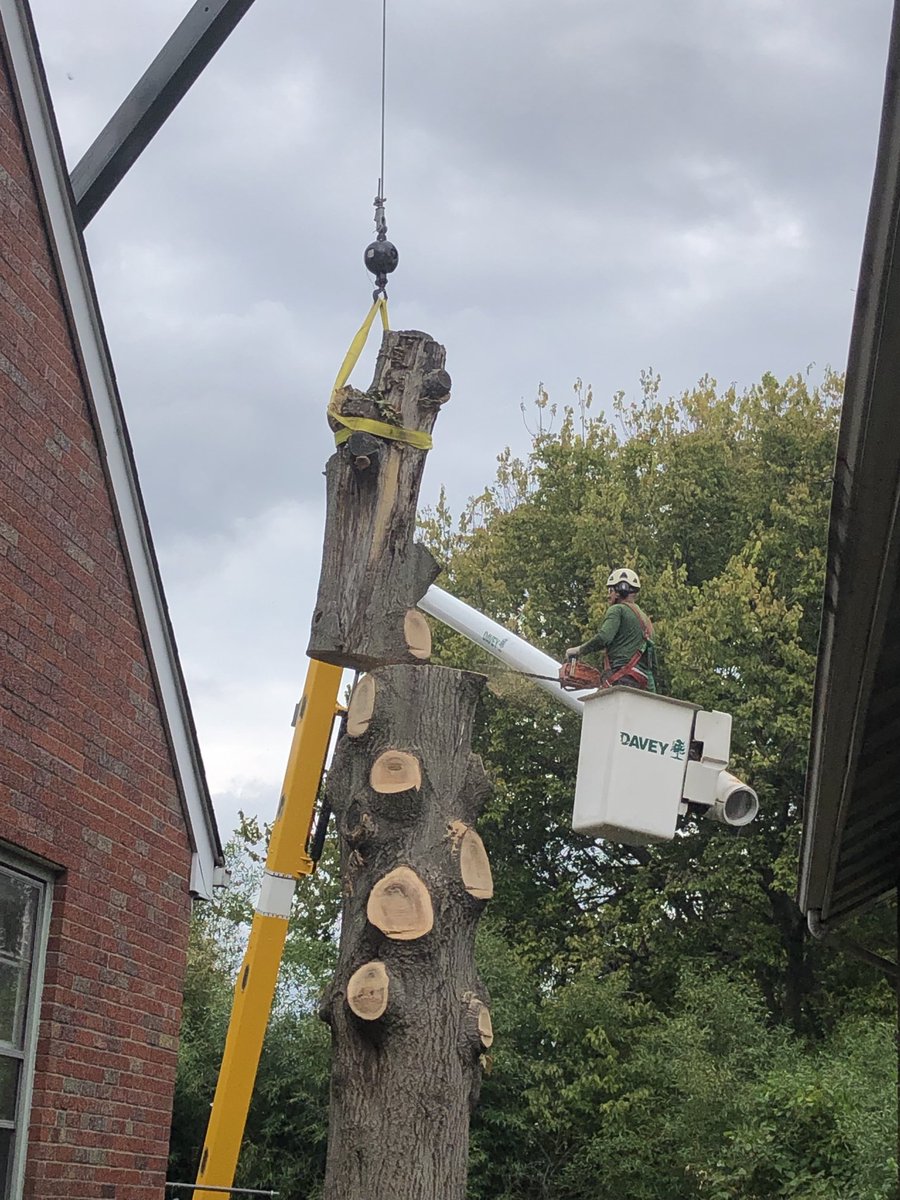 printrealblue's tweet photo. We lost the big oak in the back yard today. https://t.co/43lmXKyRPD