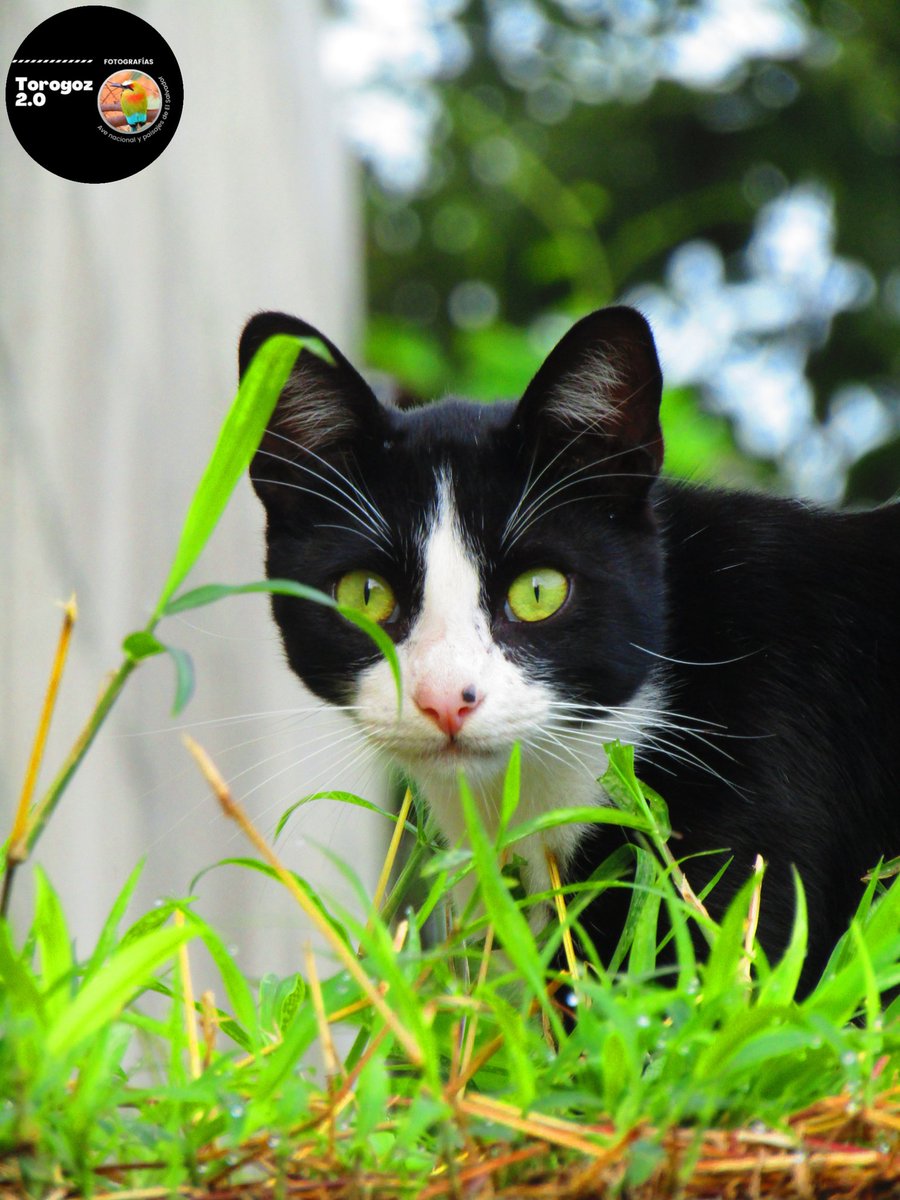 torogoz2_0's tweet photo. Amigo gato 😸 
. 
. 
. 
. 
#cat #catlover #animallovers #pets #sivar #elsalvador #sv503🇸🇻 #nature #canon #camera #photo https://t.co/YDYooYbdjJ
