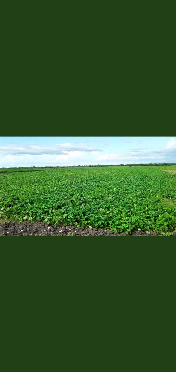 enpaciego's tweet photo. Enfrentarse al reto de producir  alimentos con la menor dependencia externa posible, en este momento no es suficiente, necesitamos explotar las reservas que tenemos en las tierras y en su uso eficiente para desarrollarnos #VamosPorMás #Cuba #LatirAvileño #CiegodeÁvila https://t.co/i14FbwG5rW