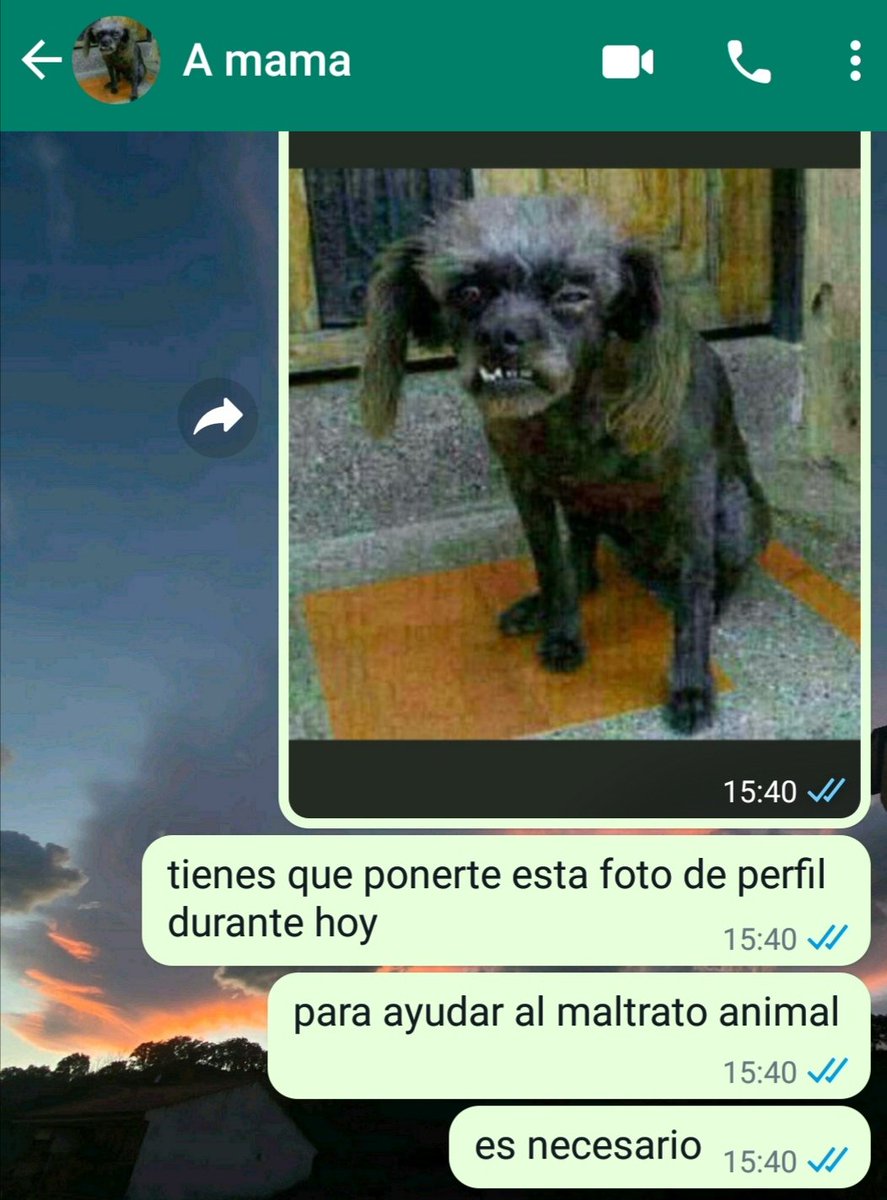 danfracaso's tweet photo. mi madre se ha puesto a mierdon de perfil, me estoy meando https://t.co/u9sI3uTePv