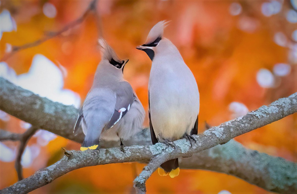 ApacheQQ's tweet photo. Syysromanssi. #romanssi #tilhet #luonto #linnut #syksy #romance #waxwings #nature #BirdsPhotography #autumn https://t.co/GOrAQkBaFv