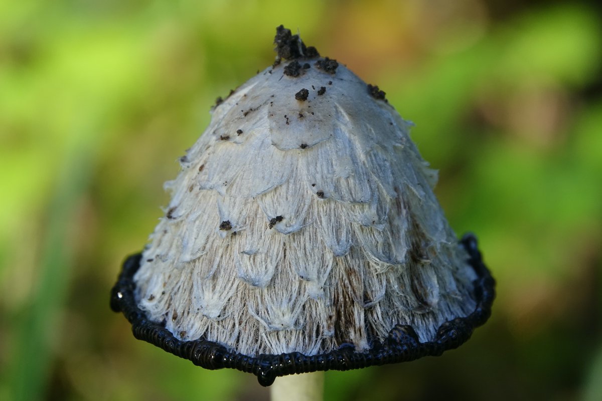 Patrmeert's tweet photo. Kluizenbos Aalst. #nature https://t.co/3xiPhRyloz