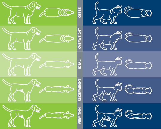 Tweet by AVMA (American Veterinary Medical Association)