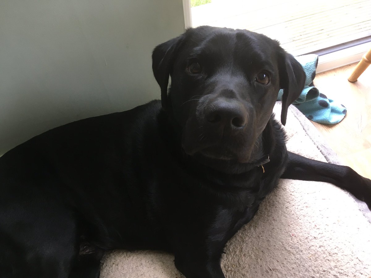 Andy_McC_'s tweet photo. My office buddy keeping me company on a quiet Wednesday afternoon, listening to TFF and avoiding email https://t.co/8GqHtwNUsb