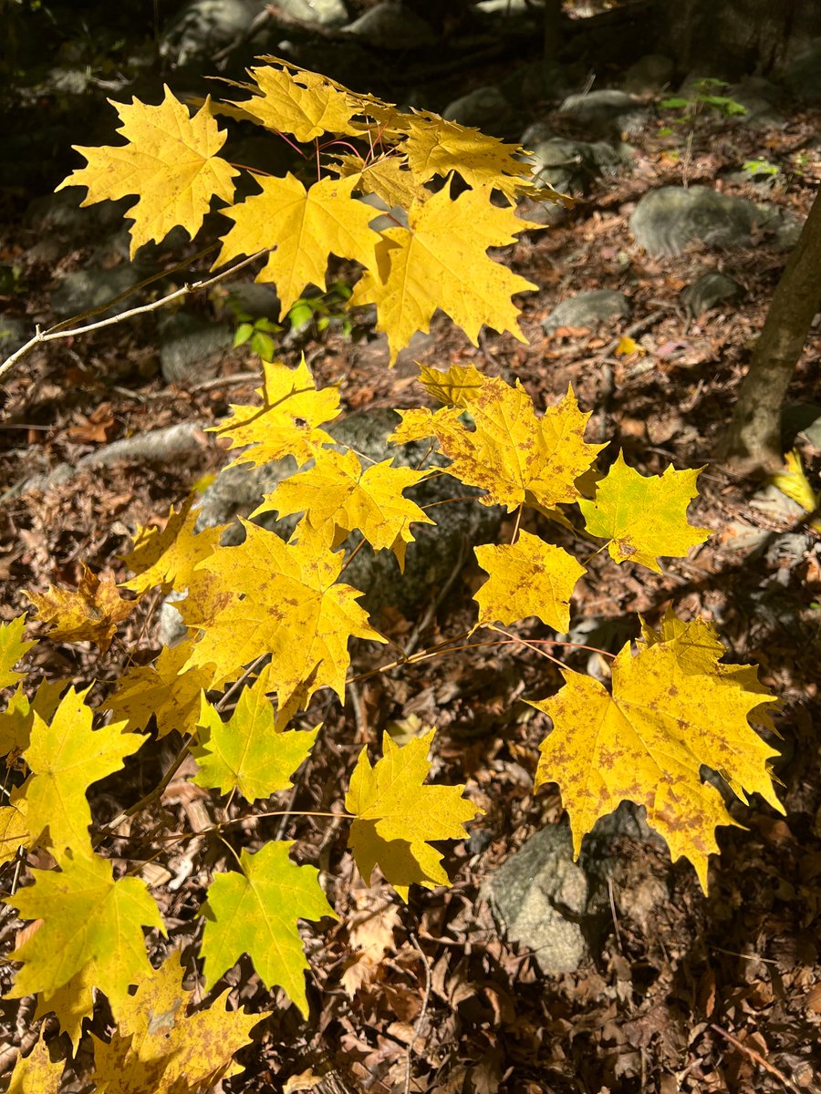 🍁 Raise your hand if you know what kind of leaves these are? 🙋

#fallfoliage #stamford #stamfordct #mapleleaves #mapletree #leaves #getoutside #bartlettarboretumandgardens #autumn #naturetrail #hugatree #203local #arboretum