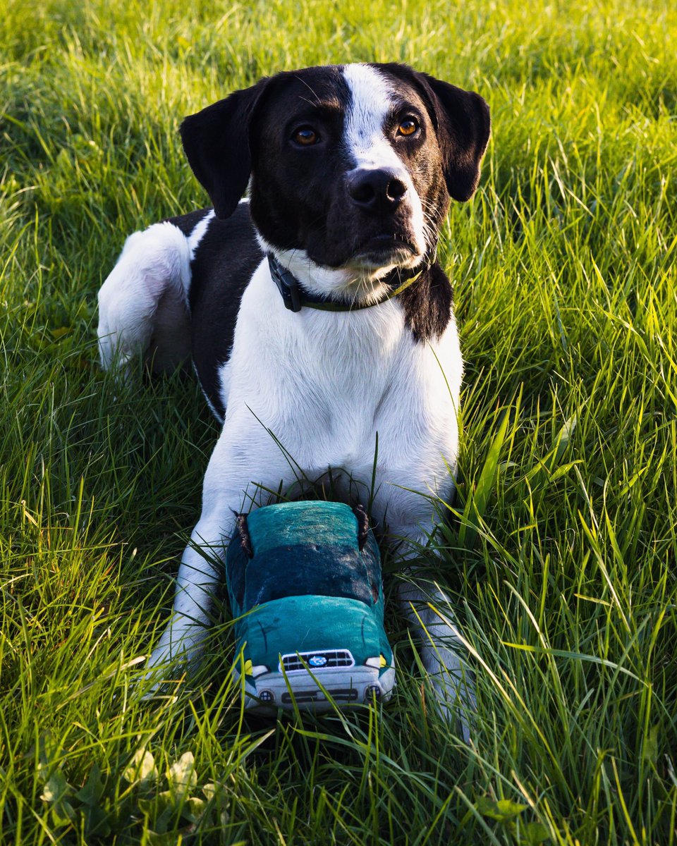 CHEWBARU GIVEAWAY! In honor of #SNELovesPets, <a href="/SubaruofNewEng/">SubaruOfNewEngland</a> wants your pup to have their very own subie. Tweet a photo of your pup with their favorite dog toy with the hashtag #snelovespets and we’ll pick a winner by 10/14! Good Luck!! 
#WorcesterARL #TeamWARL