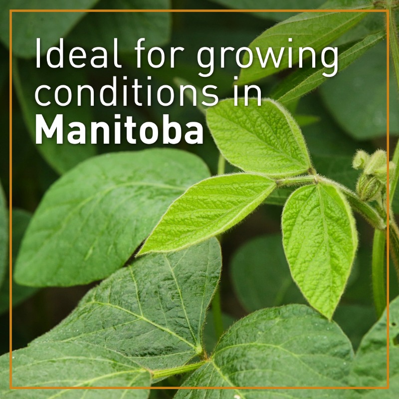 Sevita_Int's tweet photo. This growing season, take advantage of rising demand for food-grade soybeans!

With strong agronomic performance in Manitoba, Sevita's unique and specialized varieties are well-positioned to meet the needs of end users around the world. 

Learn more: https://t.co/t8rUtEiCKc