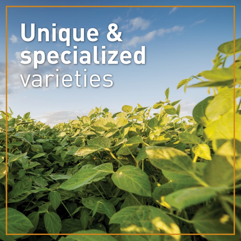 Sevita_Int's tweet photo. This growing season, take advantage of rising demand for food-grade soybeans!

With strong agronomic performance in Manitoba, Sevita's unique and specialized varieties are well-positioned to meet the needs of end users around the world. 

Learn more: https://t.co/t8rUtEiCKc