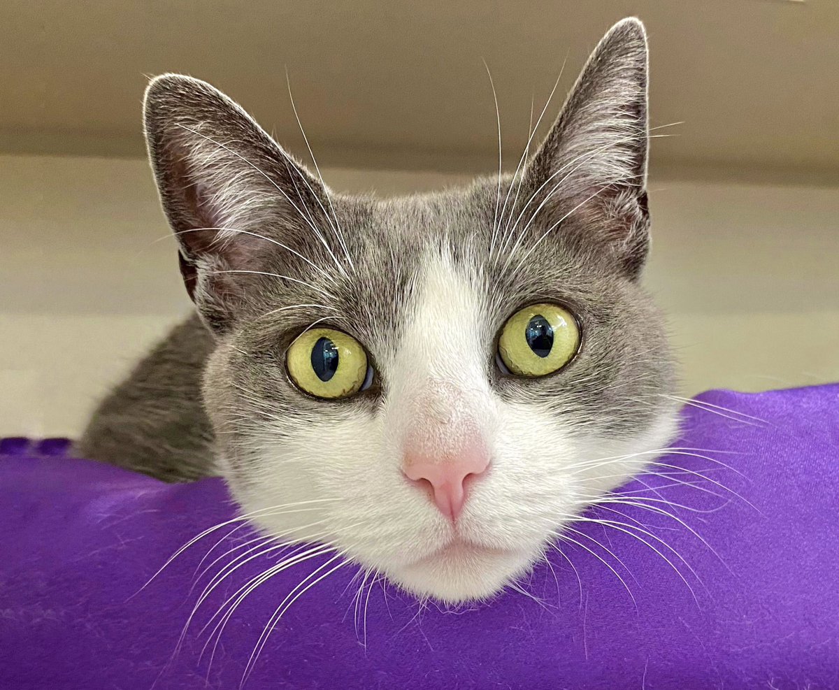 Hey beauty 😍 Anastasia is a face we want to wake up to every day! #AdoptDontShop #monmouthcountyspca

Learn more: bit.ly/3ea53vi