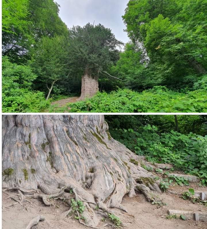 Bu ağaç ilk olarak bronz çağında filizlenmiş. Zonguldak’ta bulunan dünyada bilinen en yaşlı 5 ağaçtan birisi olan 4118 yaşındaki Porsuk ağacı.