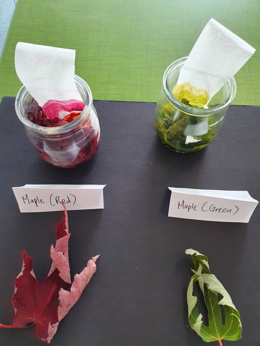 Tracy Terry tweet media