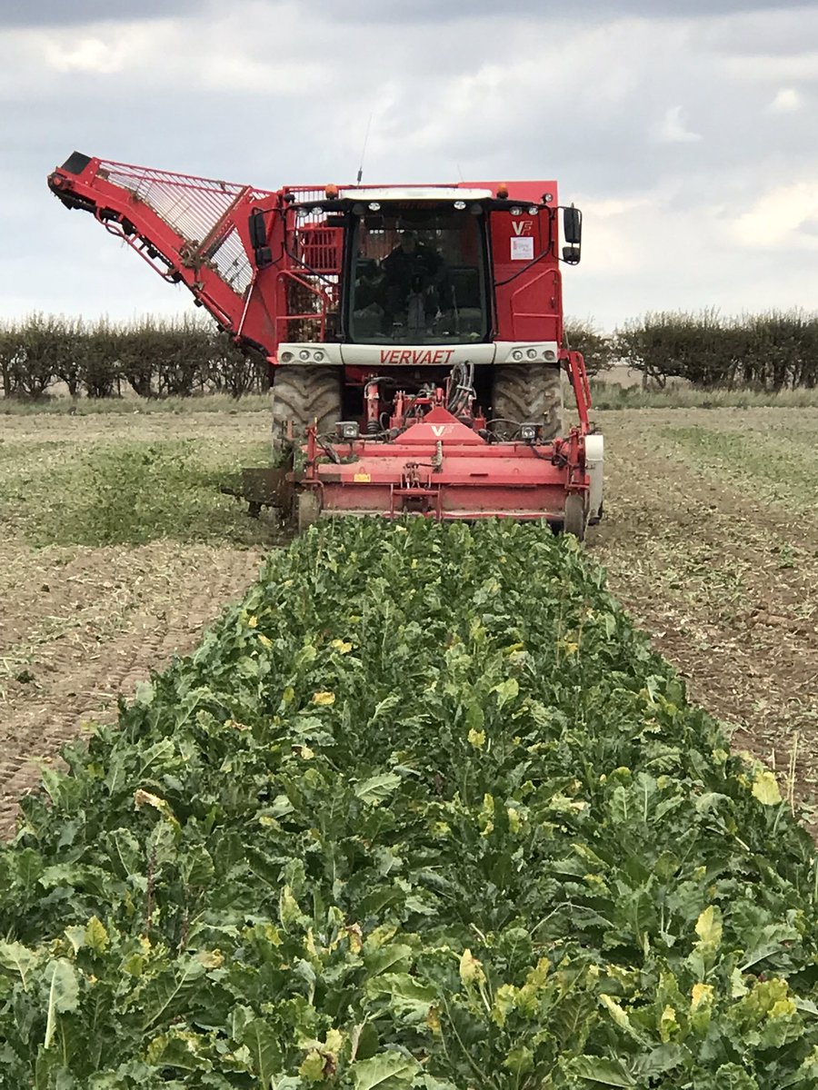 JimScarratt's tweet photo. 20ha down, 180 to go. #beet22 is go. #vervaet @JRileyBeet @BritishSugar @NFUSugar #backbritishfarming #buylocal https://t.co/takQLOa36P