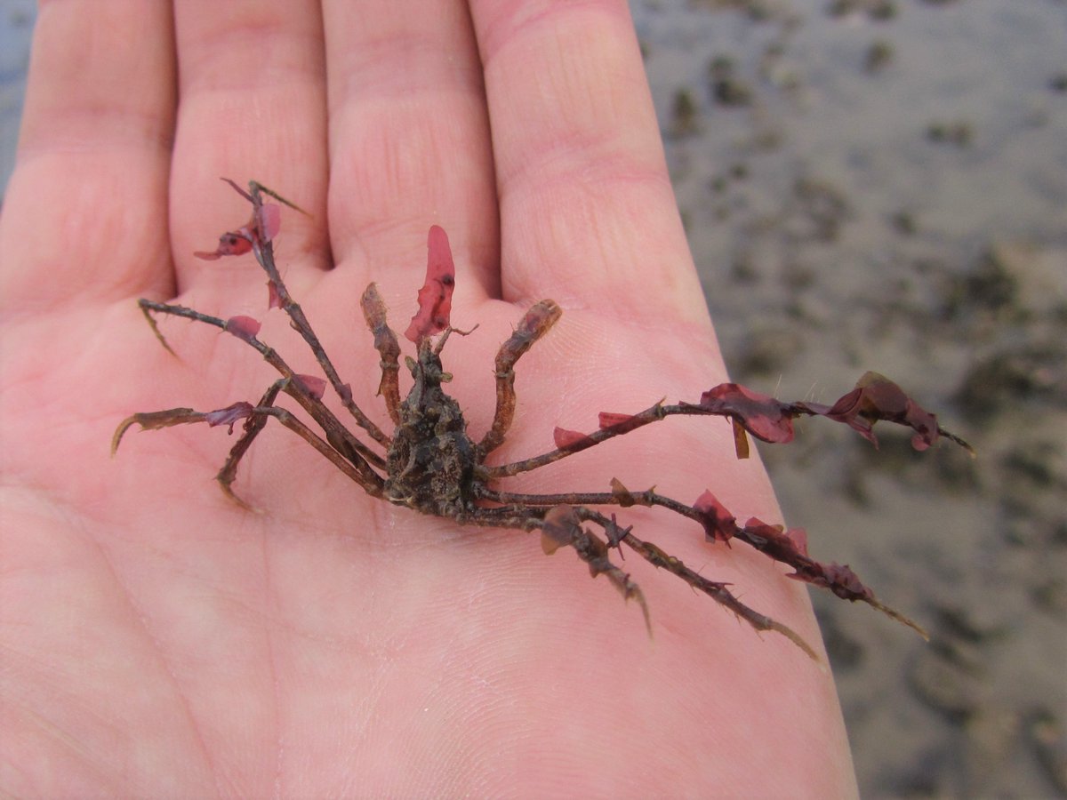 Spider Crab (possibly Macropodia rostrata) - One of several interesting species seen on todays KWT #shoresearch at Minster, Sheppey.
They decorate themselves with algea (seaweed) and sponges - this one has chosen a red seaweed.
#WildWebsWednesday