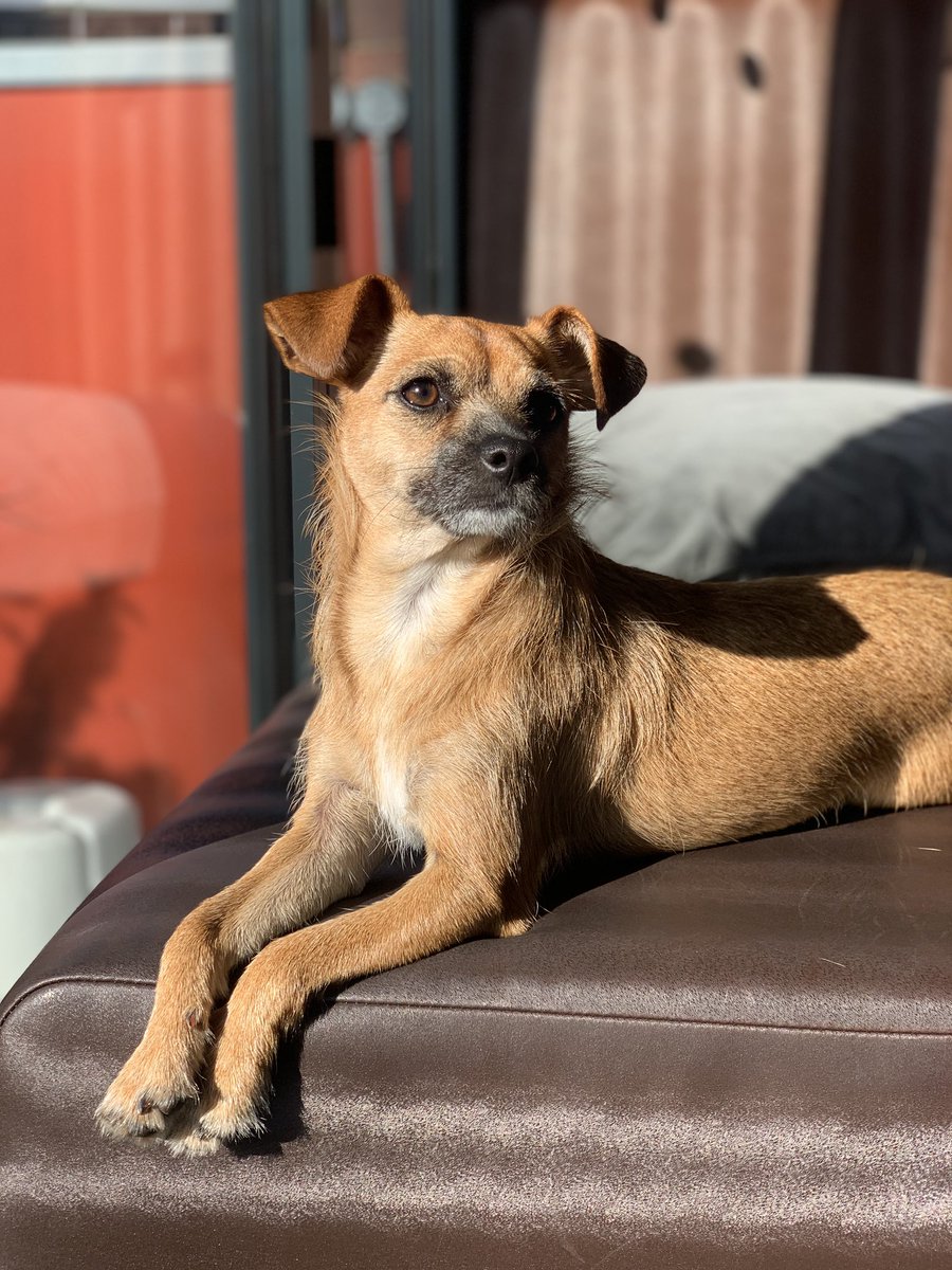 RMUKLeeds's tweet photo. Cookie catching the last rays of the sun ☀️(Look how she crossed her legs for the picture) 🐾 

Have you had cuddles with her in the salon? 🤗🥰

#puppy #dog #puppylove #dogsofinstagram #doglife #dogs #puppiesofinstagram #instadog #doglover #doglovers #dogstagram #cute #puppylife https://t.co/V0gJTW8p2b