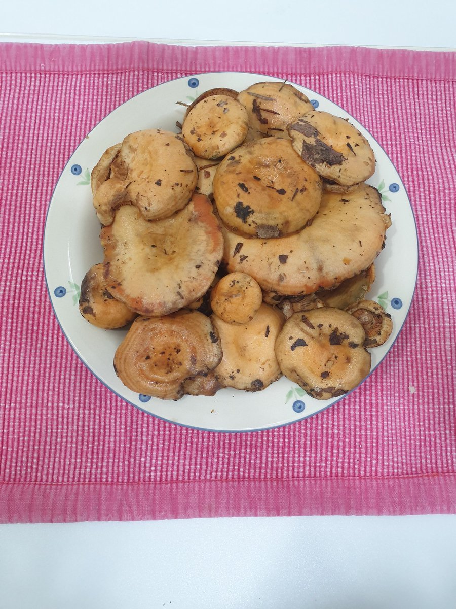 Mis primeros níscalos de la temporada. Ya huele a #otoño