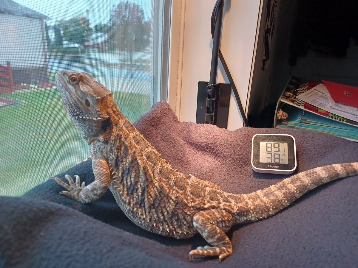 pseudo_dragon's tweet photo. Look who finally decided to come out of his half brumation and hang out with Mum, today! 
#pseudodragon #pseudothedragon #dragon #beardeddragon #beardie #beardielife #lizard #lizardlife #reptiles #reptile #scalelife #obsessed #therapydragon #beardeddragonlife #brumation #dragons https://t.co/KsEuTuybQM