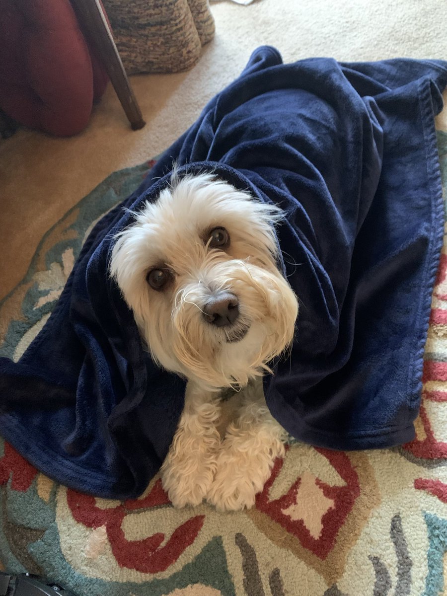 MildMiles4's tweet photo. I got a Bath! 🛀  #DogsOnTwitter  #DogsLife  #RescueDog https://t.co/k6wXAM9jXF