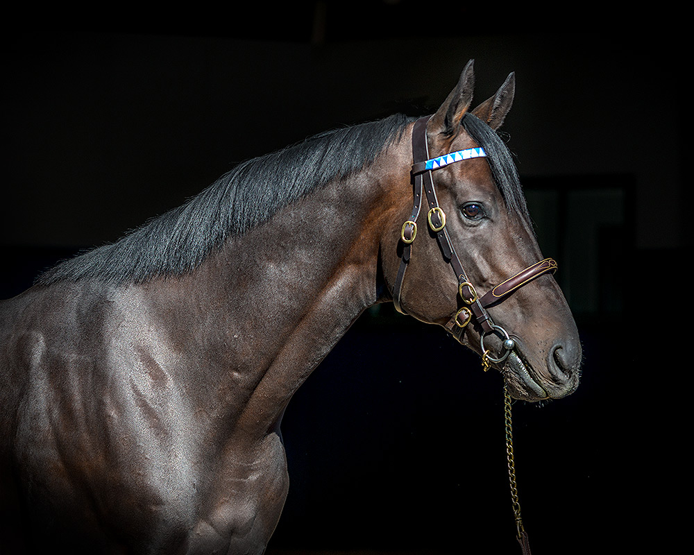 DarleyAmerica's tweet photo. 🙌 Big results for first-crop yearling sire #Enticed yesterday at #OBSOctober!
$90k ➡️Granpollo Stables LLC
$87k ➡️@PickViewLLC
$57k ➡️@_Clark_Shepherd for @TheIntlEquine
$52k ➡️DBH, Agent
$45k ➡️@DJ_Stable
@OBSSales @OPTIMAL_Matings https://t.co/Jx3TYJZtiI