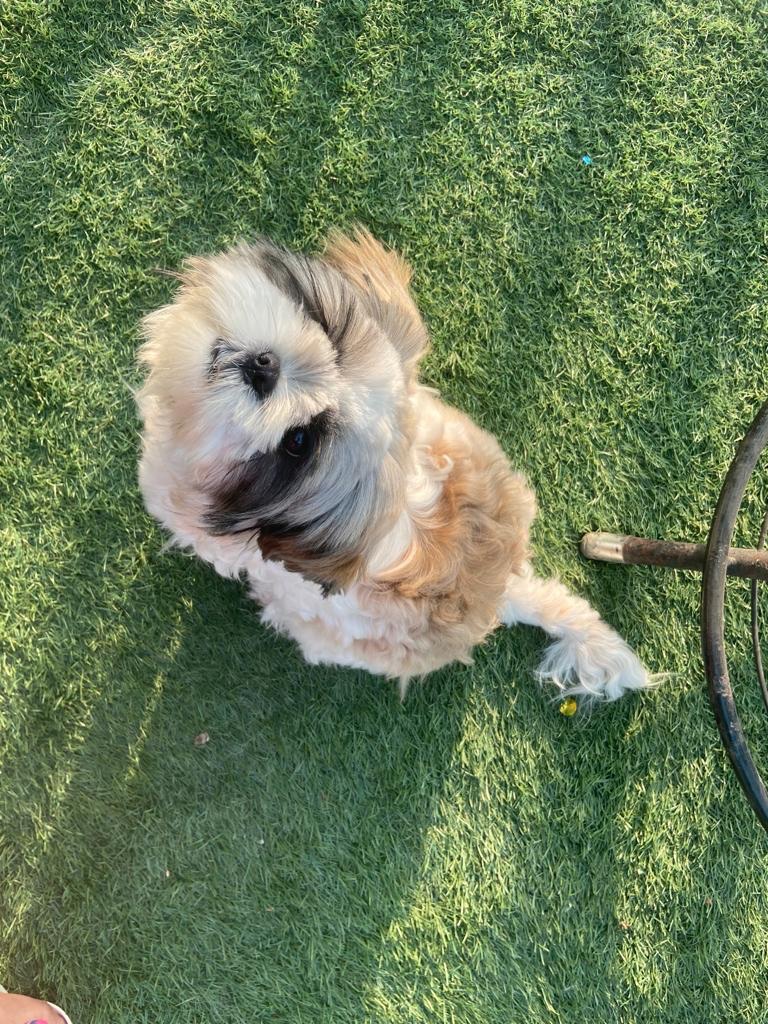 Trisha94379371's tweet photo. @btsstreamteamin I don't have a pet. BUUUUT I really wanted to be a part of this trend. So here it goes. My friend's Coco!
#PetsWithJimin
#JIMINDAY https://t.co/JJTP2QjhJJ