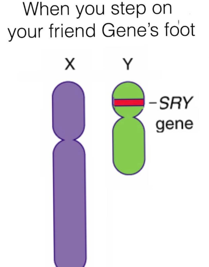 GenScript's tweet image. We can help your Gene 💙

Learn how! genscript.com/gene_synthesis…

#genesynthesis #geneengineering #geneediting #molecularbiology #cellbiology #bioengineering #biotechnology #lifesciences #labmemes #phdmeme #phdlife