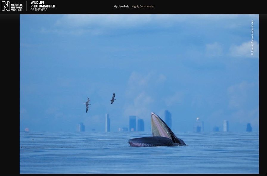 JTStory2008's tweet photo. Thank you @NHM_WPY for the highly commended award.
#JTstory #wpy58 #WildlifePhotographeroftheYear #youngphotographer https://t.co/1j0WNzs5Rc