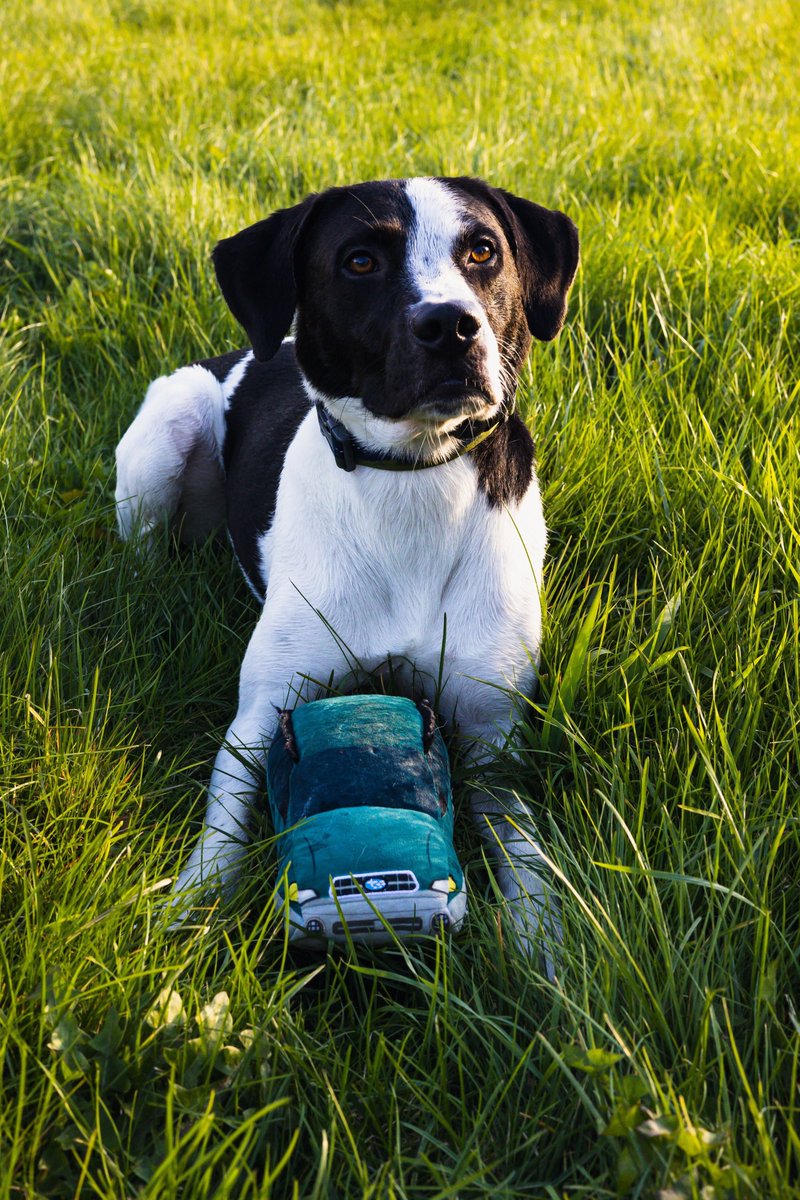 🚨GIVEAWAY🚨
In honor of #SNELovesPets, @SubaruofNewEng wants your pup to have their very own subie. Tweet a photo of your pup with their favorite dog toy with the hashtag #snelovespets and we’ll pick a winner by 10/14! 🐶
