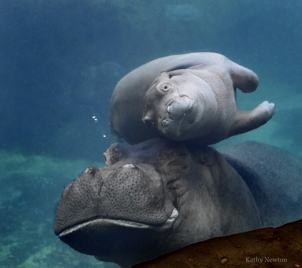 We're Hiring! Join us for the Job Fair tonight from 5-7pm. cincinnatizoo.org/events/job-fai…